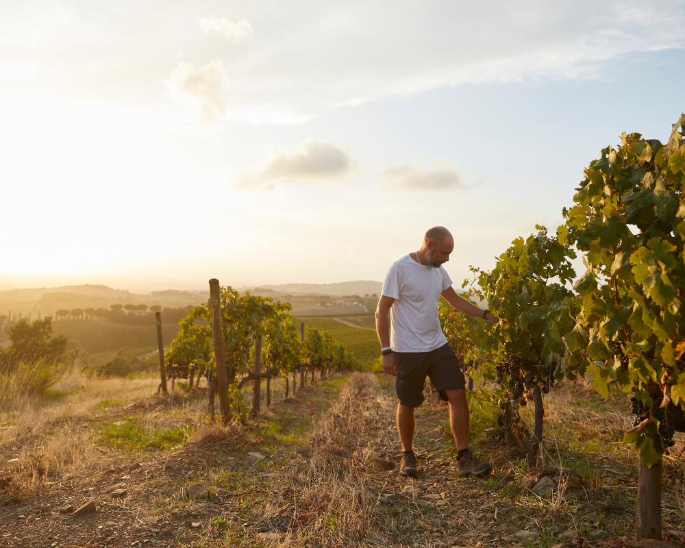 Mann in weißem Brancaia T-Shirt und Shorts geht durch einen Maremma Weinberg bei Sonnenuntergang und untersucht die Reben. Im Hintergrund erstreckt sich eine hügelige Landschaft mit vereinzelten Bäumen.