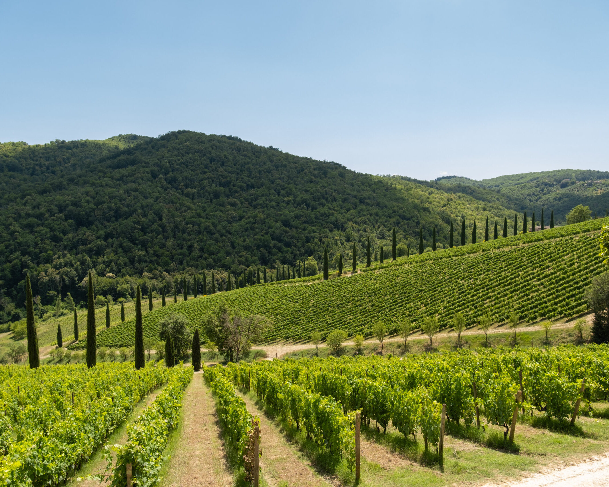 Landschaft der toskanischen Hügel, bedeckt mit üppigen Weinbergen unter einem blauen Himmel.
