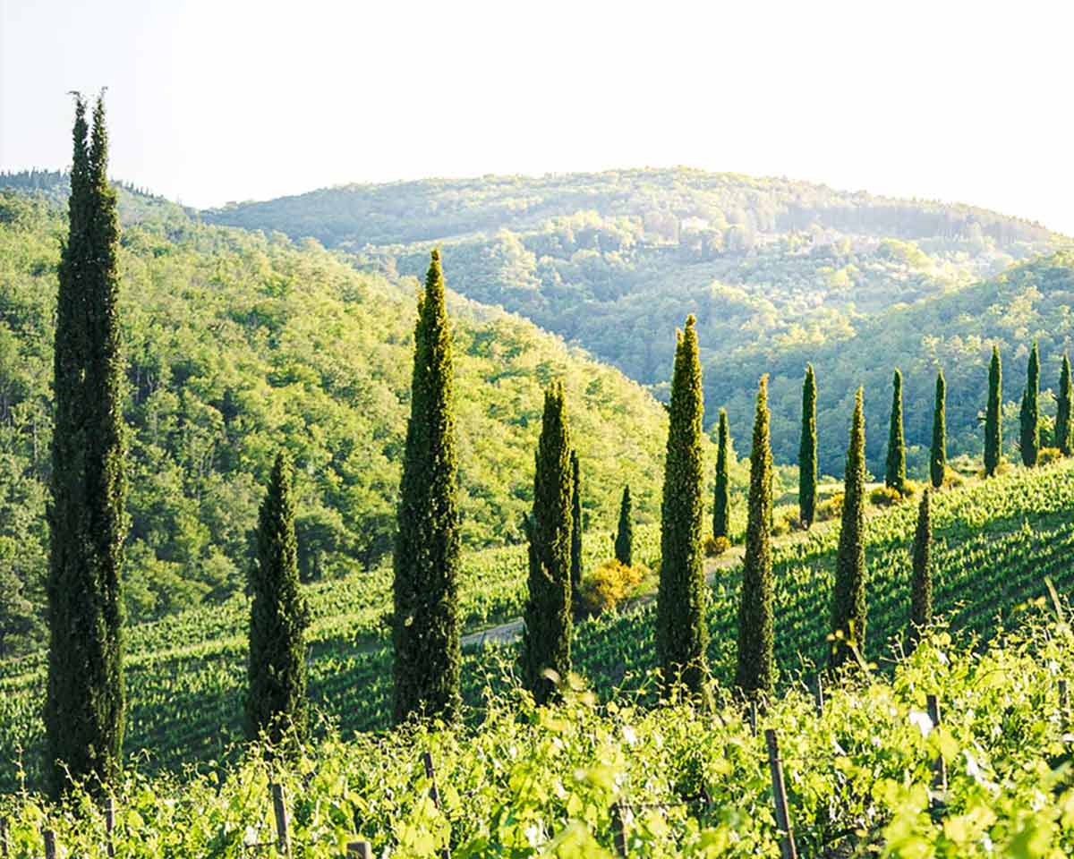 Brancaia vineyard